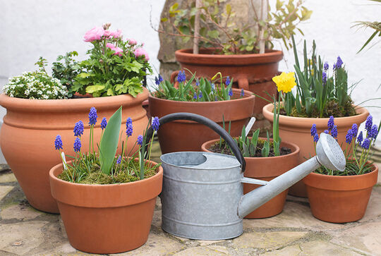 Terracotta planters treated with Osmo Stone and Terracotta Oil are ideal for flowers or herbs